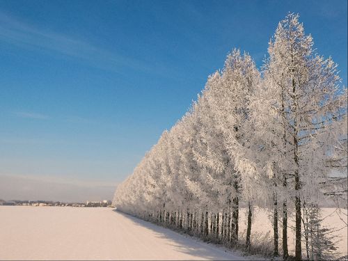 真冬には樹氷が見えることがあります。