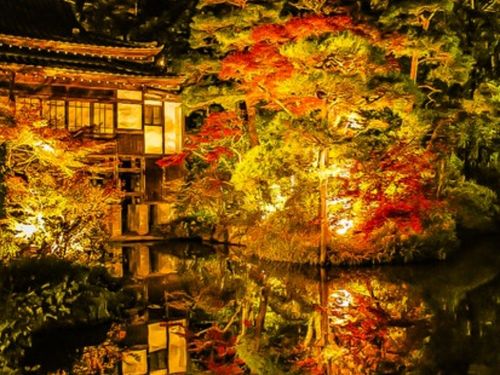 ミシュラン１つ星の神社の紅葉ライトアップ。桜も名所です