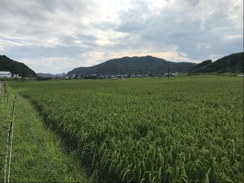 株式会社南張農産が管理している圃場です