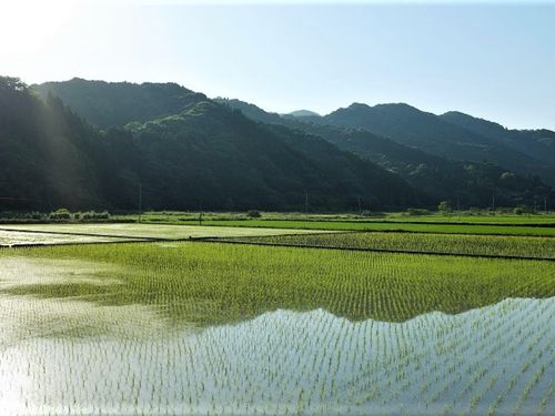 河浦町の田園風景