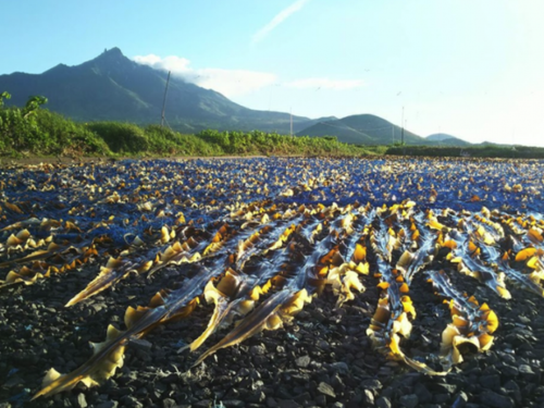 利尻島（北海道・利尻町） 北海道の北端・稚内市から西方約53Kmの日本海に浮かぶ島。島の真ん中には島のシンボル、利尻富士がそびえ立つ。