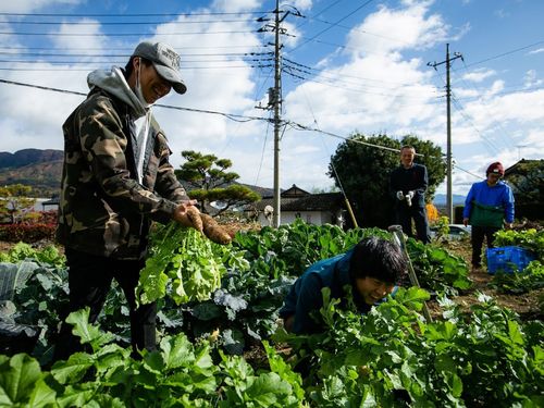 野菜収穫体験