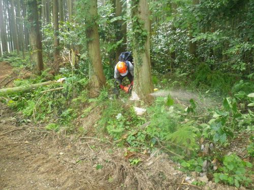 適切に間伐を行うことで、利益を生み出すとともに山林の環境を維持します。