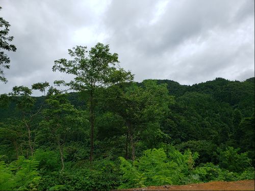 周辺の風景
