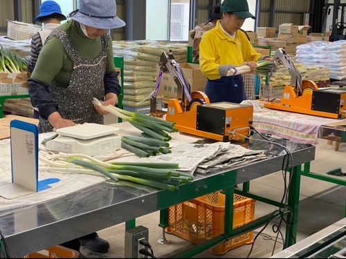 出荷に向けたお母さんたちの作業
