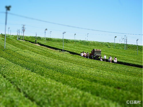 中四国最大級の霧山茶園で一緒にお茶産業を盛り上げましょう！