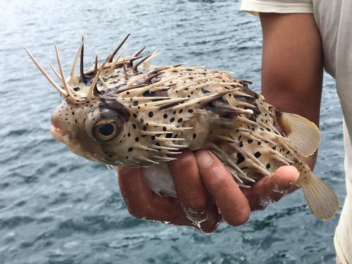 たくさんの人・たくさんの魚との出会いがあります。