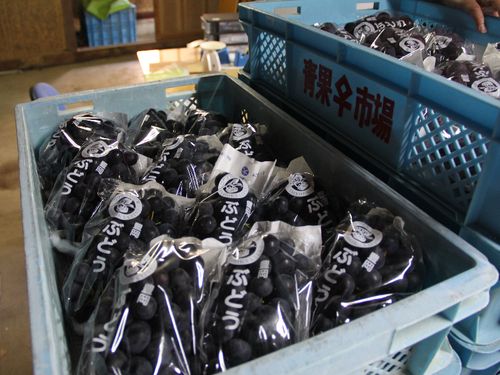 大房でみずみずしく糖度も高い「豊岡ぶどう」