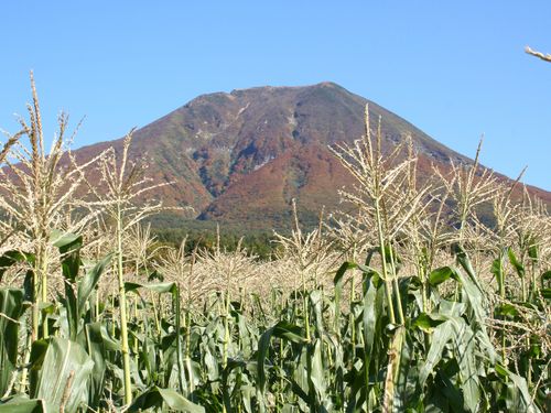 岩木山の麓(嶽地区)でとれる「きみ（とうもろこし）」は格別