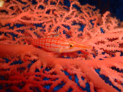 魚がいます