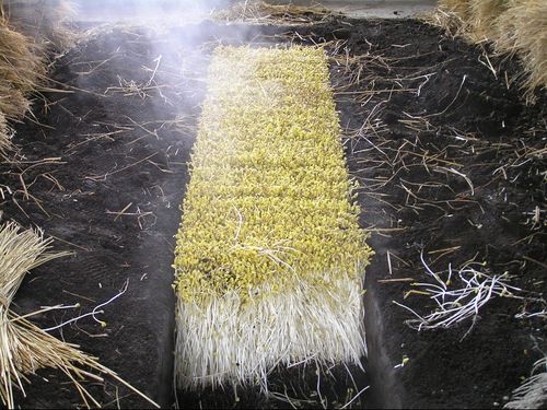 独特の栽培方法で受け継がれてきた「大鰐温泉もやし」