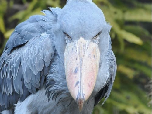 高知県立のいち動物公園～ハシビロコウ～
