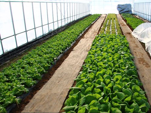 現在は葉物野菜を栽培している