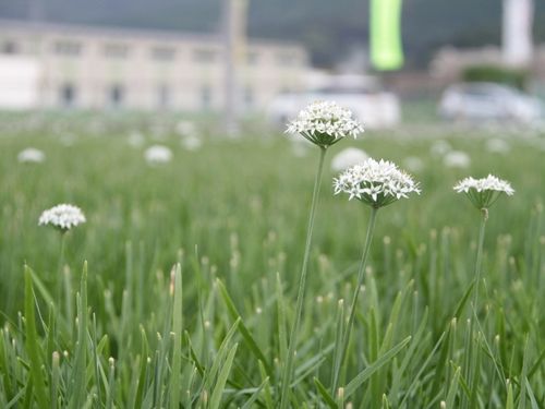 生産量日本一！香南のニラ