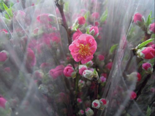 奥久慈の枝物（花桃）