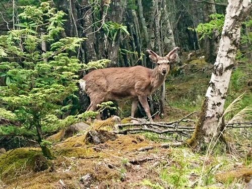 八ヶ岳の森に住む鹿
