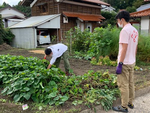 休日の風景。近所の方の畑でサツマイモ収穫。