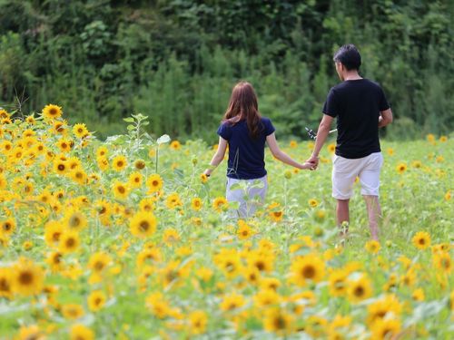 春にはチューリップ、夏にはヒマワリ畑が広がる但東地域