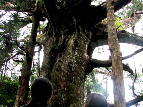 朝日出山の大杉。村の中心地から車で約30分、そこから歩いて10分で出会える大自然。幹の周囲が10m以上あり、これより太い杉を村人は知らないそう。