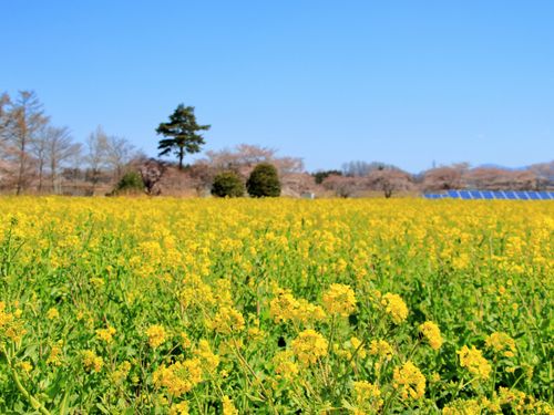 菜種油の活用で土地を再生します