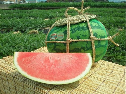 特産品「入善ジャンボ西瓜」