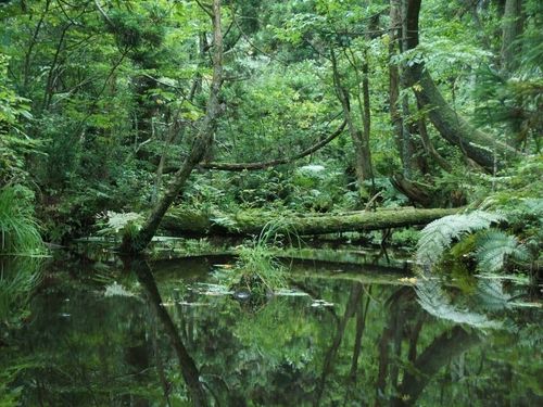 国指定天然記念物「杉沢の沢スギ」