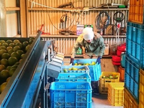 村特産の柑橘「じゃばら」の選果の様子。筏師が行っています。