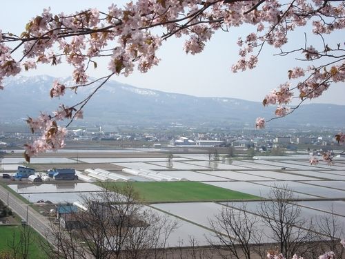 桜が咲く時期は、田植えの時期でもあります