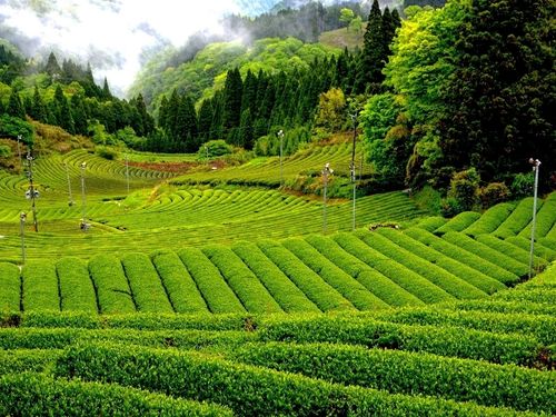 新緑が鮮やかな茶畑