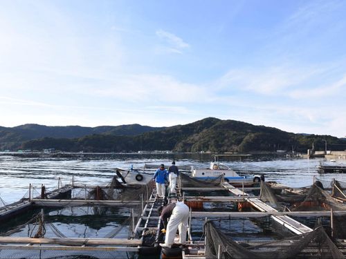 南勢水産さんの鯛養殖棚