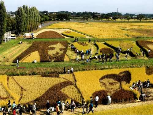 町民手作りの田んぼアート！