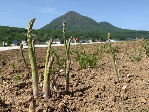 基幹産業は農業。アスパラ栽培の発祥の地といわれています。