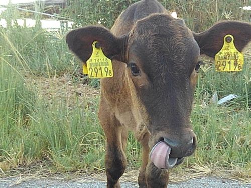 ヒトよりも牛やヤギが多い島