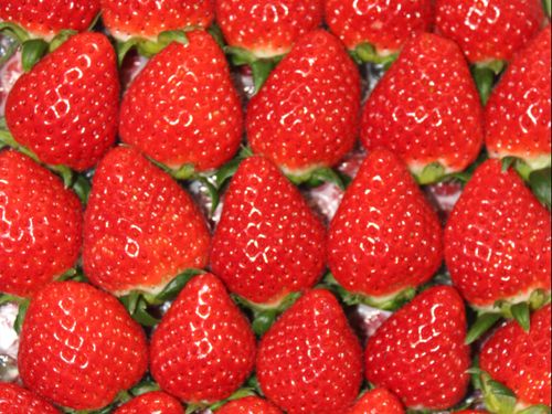 三木町の特産「さぬきひめ」