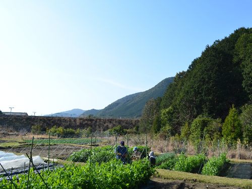 自然溢れる場所での収穫作業