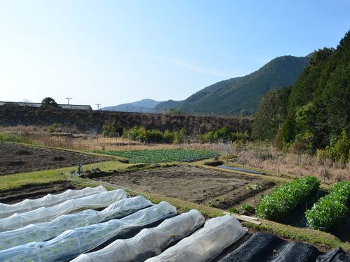 様々な路地野菜の栽培