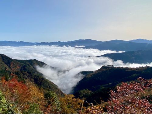 自然林が放つ圧倒的な色彩