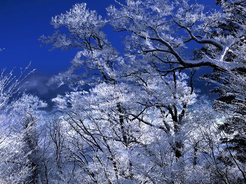 樹氷の森。雲一つない大パノラマ