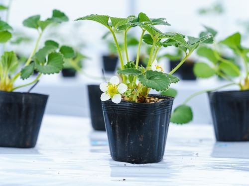 今年3月にイチゴ栽培がスタートしました。