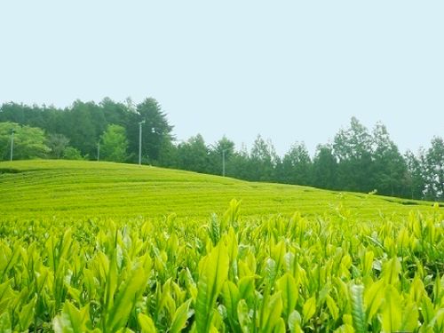 古内茶　この茶の木の原種は水戸黄門の名で知られる徳川光圀公がその味に感嘆し、詩を詠まれたという話が残っています。そのとき、光圀公はこのお茶を「初音」という名で呼ぶことをすすめたそうです。