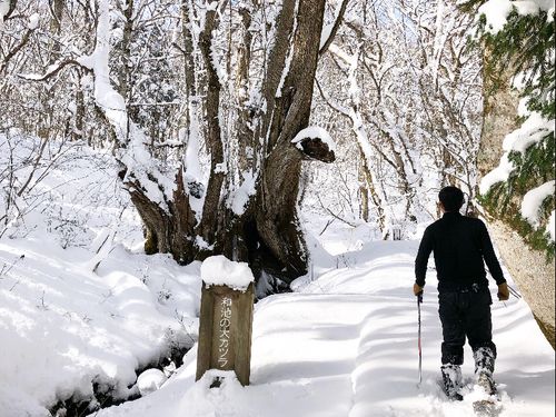 香美町村岡区「たじま高原植物園」山間部には多くの積雪