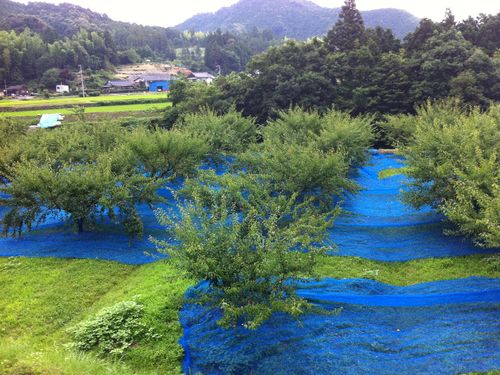 収穫用のネットを張った梅園