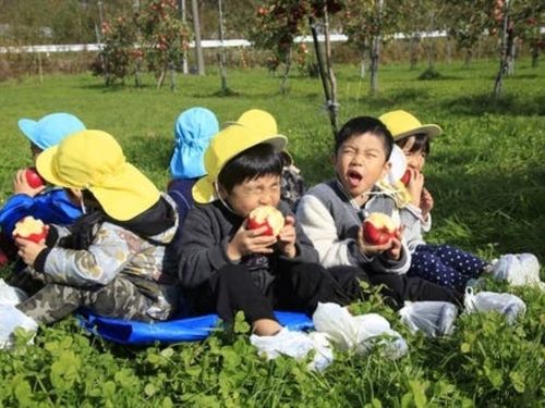 子供たちにも人気のリンゴ狩り。