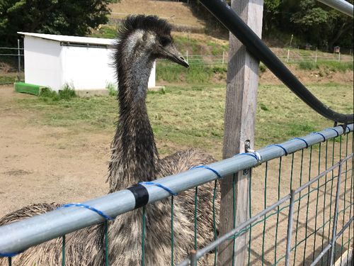 辺塚で飼育されているエミュー
