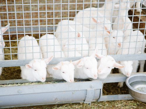 ヤギも仲間になる予定です。自然も動物も人間も。みんなにとって気持ちの良い場所を目指します。