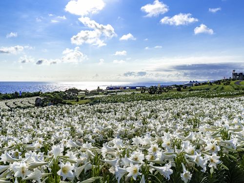 伊江島のユリ