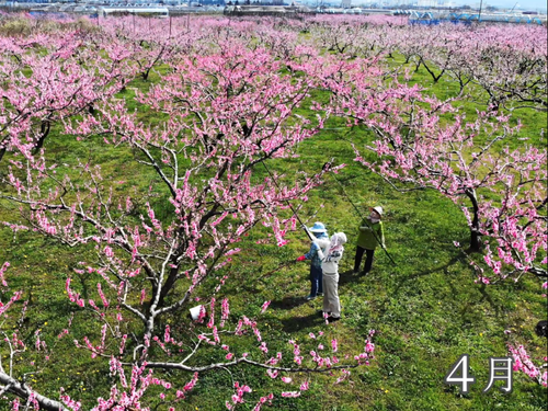 桃畑からこんにちは