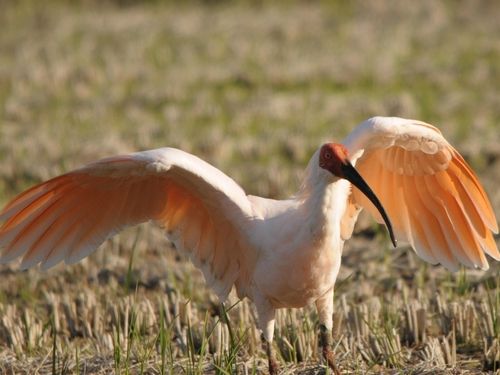 野生復帰した国際保護鳥「トキ」