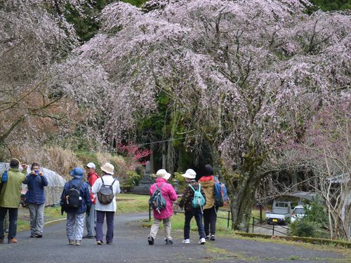 しだれ桜が満開の五ヶ瀬町でフットパス