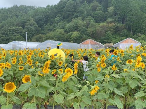 夏には満開のひまわり畑を見ることが出来ます